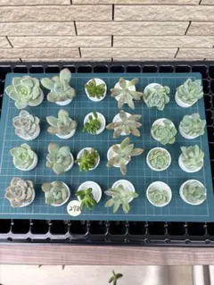 多肉植物278　カット苗　6種24苗セットのサムネイル