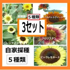 ひまわりの種５種類　３セットのサムネイル