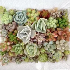 多肉植物 カット苗 エケベリア セダム 七福神 - メルカリ