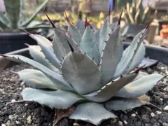 2025年最新】アガベ 吉祥天の人気アイテム - メルカリ