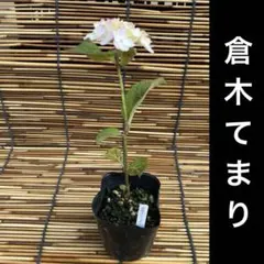 プリシラ44様 リクエスト 2点 まとめ商品