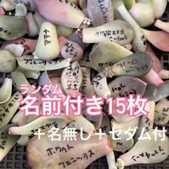 多肉植物　葉挿し用　名前付き15枚＋名無しやセダム付き