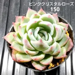 ピンククリスタルローズ 150 エケベリア 多肉植物
