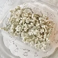 2025年最新】カワラハハコの人気アイテム - メルカリ