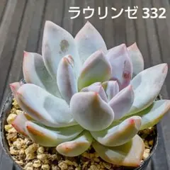 ラウリンゼ 332 エケベリア 多肉植物 抜き苗 少し型崩れありのサムネイル
