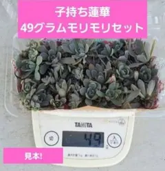 sky様 リクエスト 2点 まとめ商品