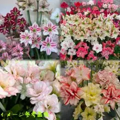 札落ち❣️お買い得セット どちらの花が咲くかはお楽しみ アマリリス