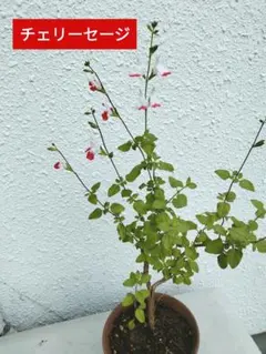 ○極希少○チェリーセージミラージュ ホワイト○宿根サルビア白珍しい