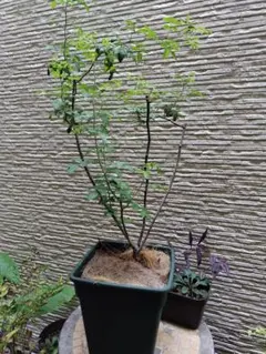 鉢ごとメルカリ便発送 バラ苗 薔薇の滝 ウティガルトフォール つるバラ