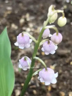 【ご依頼品】ドイツスズラン / ピンクスズラン 2芽