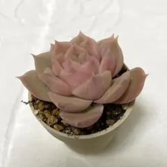 ☆オウンスロー☆ ☆多肉植物☆エケペリア☆おまとめOK☆