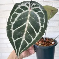 k*e様 Anthurium pinkveil - メルカリ