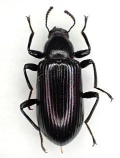 2026年最新】ゴミムシダマシの人気アイテム - メルカリ