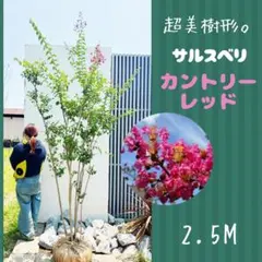 優良株。アロニアクックベリー株立ち2.7M(鉢底から)品番A - メルカリ