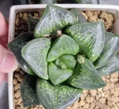 多肉植物 ハオルチア 巨大サークルオブライフ - メルカリ