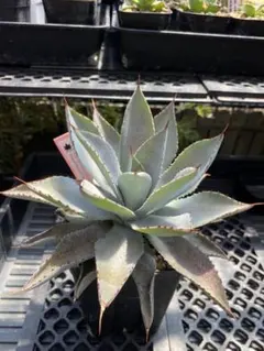 2025年最新】ハイブリッドアガベの人気アイテム - メルカリ