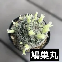 エスコバリア ミニマ ネリー 実生 2株 サボテン - メルカリ