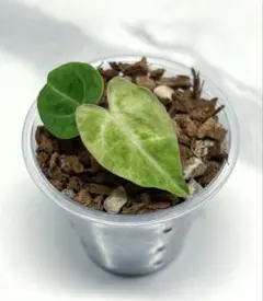 2026年最新】アンスリウム斑入りの人気アイテム - メルカリ