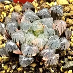 ナ*ツ様 OB-1オブツーサ錦　超美株　ハオルチア　観葉植物　オークション　34