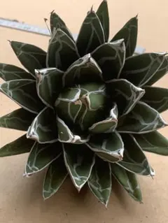 2026年最新】アガベ姫笹の雪の人気アイテム - メルカリ