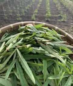 ローゼルの葉　150g メルカリ便のサムネイル