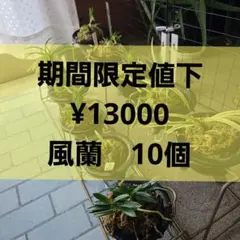 風蘭10セット鉢付 土台付 徳島から - メルカリ