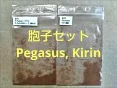 胞子セット③ Pegasus, Kirin ビカクシダのサムネイル