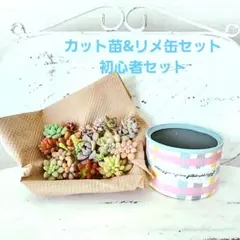 m*☆様 多肉植物 No.1257　寄せ植えセット　カット苗詰め合わせ　リメ缶セ