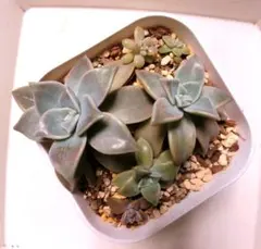 2026年最新】多肉植物朧月の人気アイテム - メルカリ