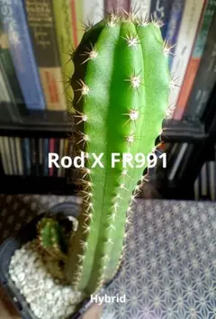 2025年最新】多聞柱の人気アイテム - メルカリ