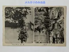 D 台湾絵葉書　戦前　龍眼 (台湾果実) / バナナ