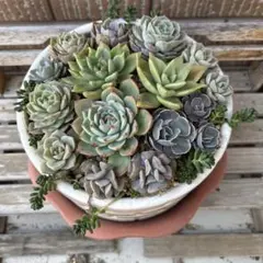 2026年最新】桃太郎 多肉植物の人気アイテム - メルカリ