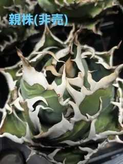 鉢ごと発送】アガベ 白鯨 発根済み 001 - メルカリ