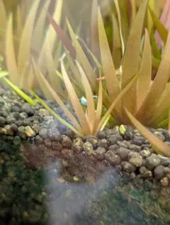 メルカリ便 xyris sp red水中葉大株1株 水草 ADA 水槽 - メルカリ
