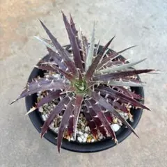 ディッキア dyckia ピンクミリピード 子株 otto アガベ - メルカリ