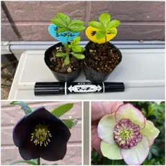 流れ星☆彡 クリスマスローズ 小苗 来季開花予定苗セット 楽天市場】クリスマスローズ 雪の妖精 リバ 開花見込み株 5号