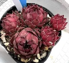 多肉植物 センペルビウム テクトラム ルージュ No.62【黄】 - メルカリ