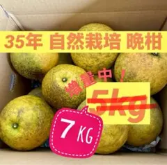 熊本 35年超え 自然栽培 晩柑 5→ 7kg 増量中のサムネイル