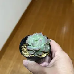 2026年最新】札付き多肉植物の人気アイテム - メルカリ