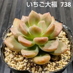 いちご大福 738 エケベリア 多肉植物 抜き苗