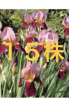 目指せ美魔女╰(*´︶`*)╯様　専用　１５株　小苗込み　ネコポス