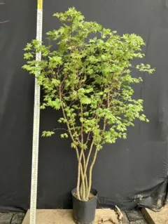 枝垂れコハウチワ楓 関の華厳 /170 - メルカリ