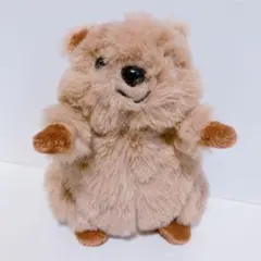 クオッカ チャーム ニトリデコホーム