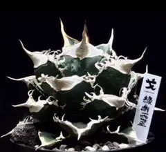 2026年最新】翡翠盤 アガベの人気アイテム - メルカリ