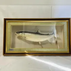 北海道　道東　サクラマス　剥製 額縁入り 魚 標本 北海道 道東 サクラマス 剥製 額縁入り 魚 標本 - メルカリ