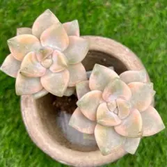 ぺこたん様 リクエスト 2点 まとめ商品