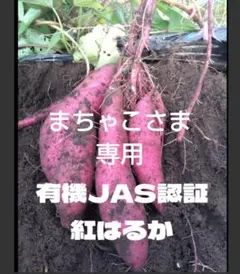 まちゃこさま専用　紅はるかミニサイズ10㌔