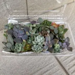 【多肉植物】エケベリア・セダムなど♡ カット苗 詰め合わせ　発送時苗追加あり