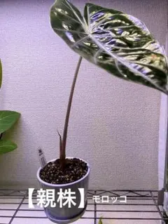 2025年最新】希少アロカシアの人気アイテム - メルカリ