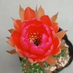 専用ページです！花サボテン カキコ2個♬ 花サボテン 「O-O」 カキ子2つ オレンジ系美花 サボテン - メルカリ